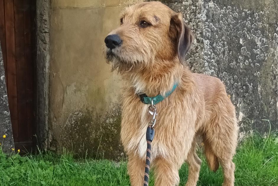 Alerte Découverte Chien Mâle Dieulefit France Alerte Découverte Chien Mâle Dieulefit France