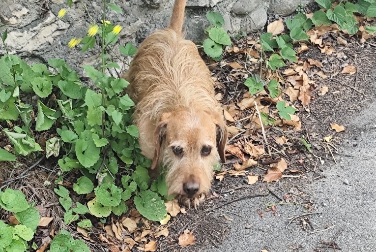 Ontdekkingsalarm Hond Mannetje Le Chaffal Frankrijk