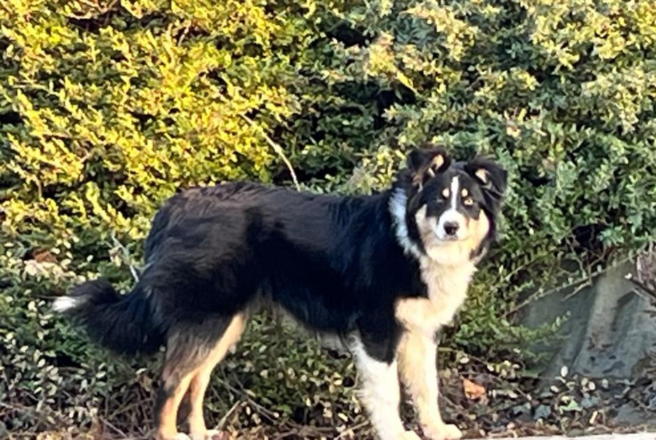 Verdwijningsalarm Hond  Vrouwtje , 1 jaar Margès Frankrijk